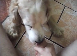 Shaggy doggy sucking cock on cam
