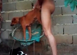 Hot bestiality with a horny-ass doggy