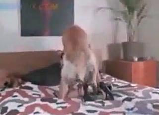 Crazy cute pussy fucked by an animal