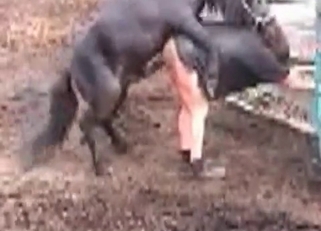 Fantastic bestiality with on a farm