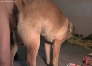 Bedroom-based bestiality with a hottie