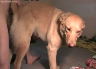 Bedroom-based bestiality with a hottie